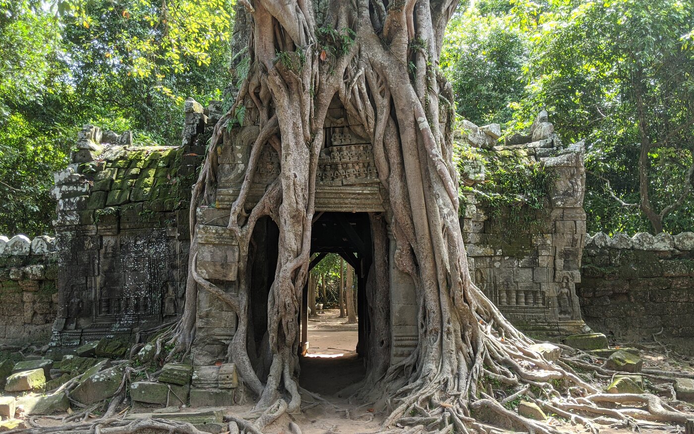 A temple gate wrapped in tree roots